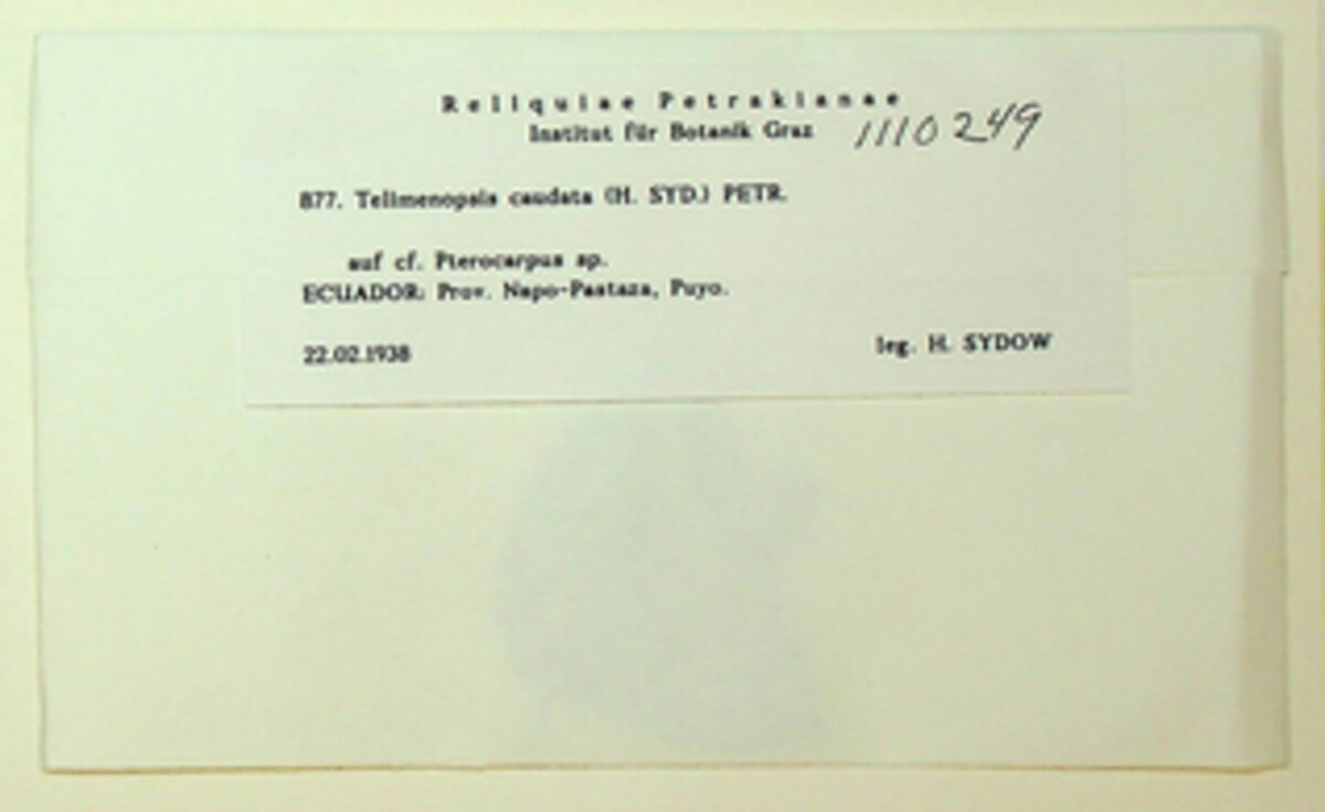 Telimena ecastophylli image
